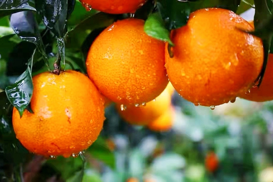 柑橘“紅美人”。壽寧縣委宣傳部供圖