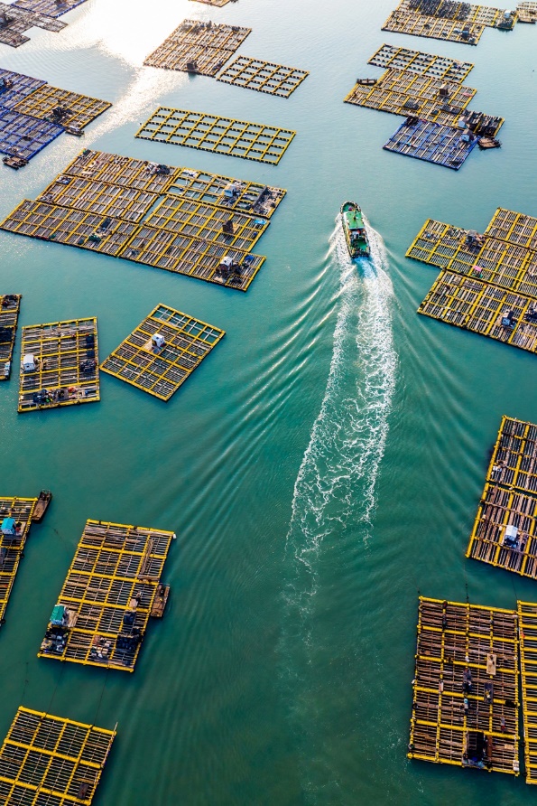 耕海牧漁，南日島海域現(xiàn)有海上鮑魚養(yǎng)殖塑膠漁排近2萬口。林華攝