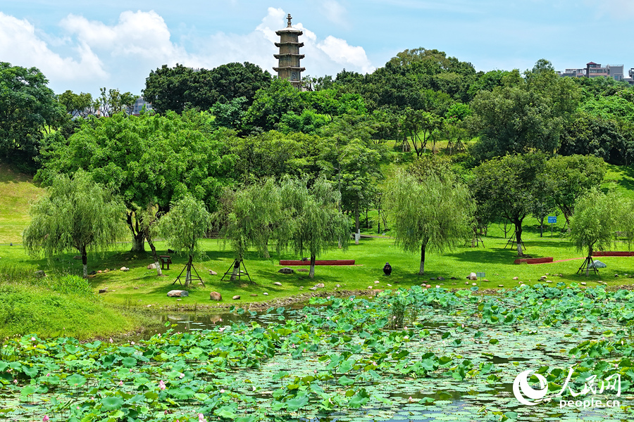 盛夏伊始，廈門同安文筆塔下荷花滿塘。人民網記者 陳博攝