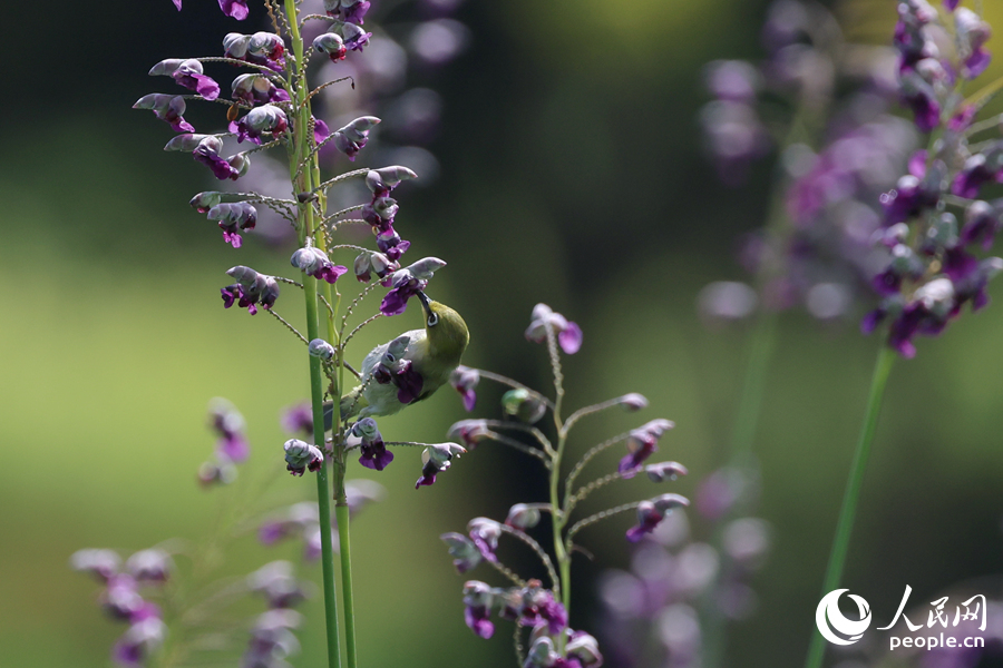 繡眼鳥在花叢中覓食。人民網記者 陳博攝
