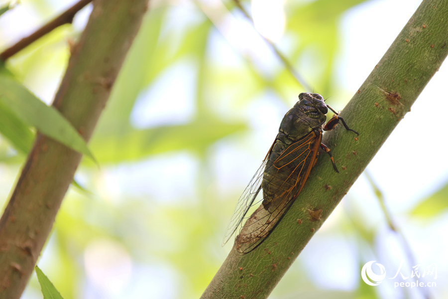 蟬匍匐在荷塘邊的柳樹枝頭鳴叫。人民網記者 陳博攝