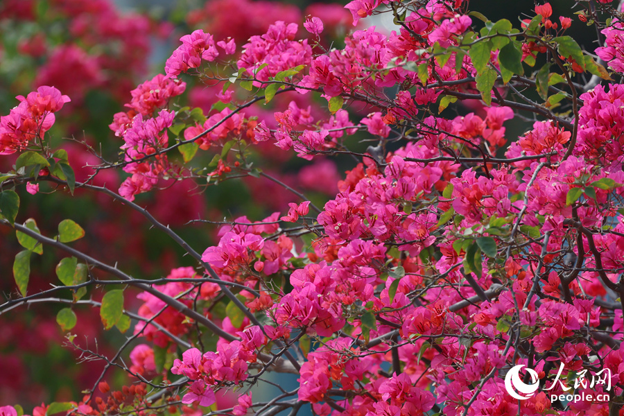 文筆塔公園小道旁的三角梅開得火熱。人民網記者 陳博攝