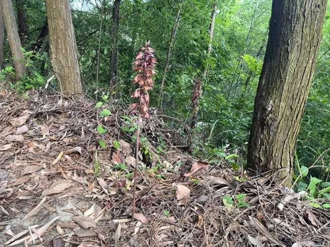 無葉美冠蘭。