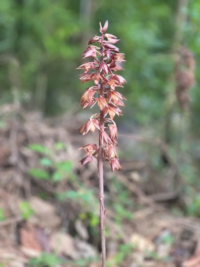 無葉美冠蘭。泉州市林業(yè)局供圖