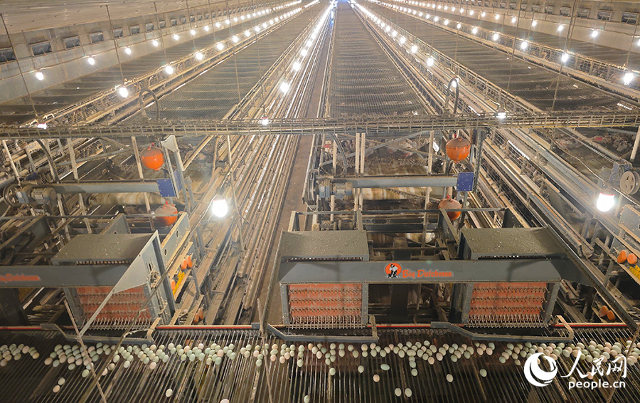 金蛋一期項(xiàng)目廠房?jī)?nèi)，新鮮的鴨蛋不斷從蛋槽匯集到畫(huà)面下方的傳送帶上。人民網(wǎng) 黃東儀攝