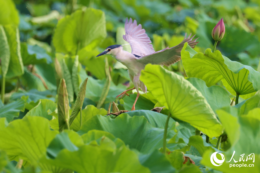 夜鷺在廈門南普陀景區(qū)的荷塘中飛舞。人民網(wǎng)記者 陳博攝