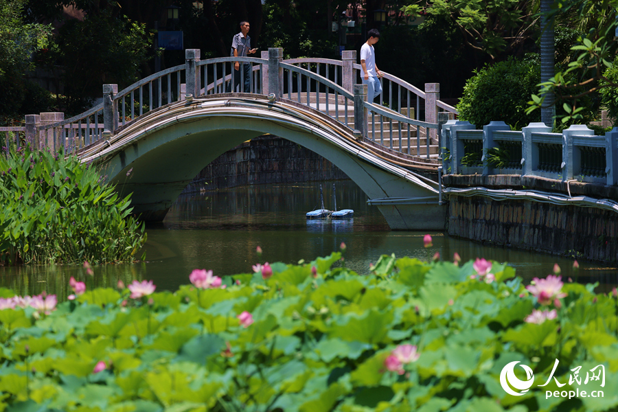 廈門思明中山公園荷花盛開。人民網(wǎng)記者 陳博攝