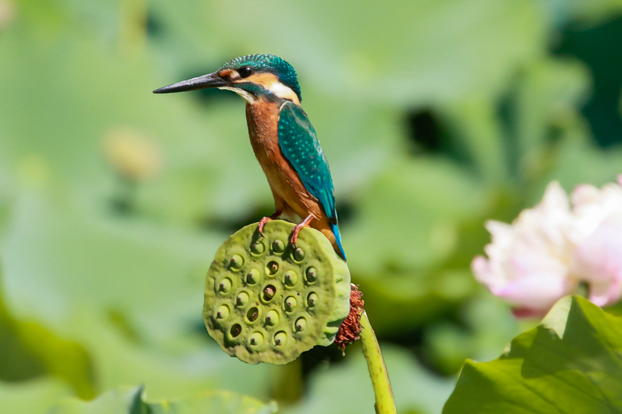 廈門同安汀溪的荷塘常有翠鳥光顧。曾阿論攝