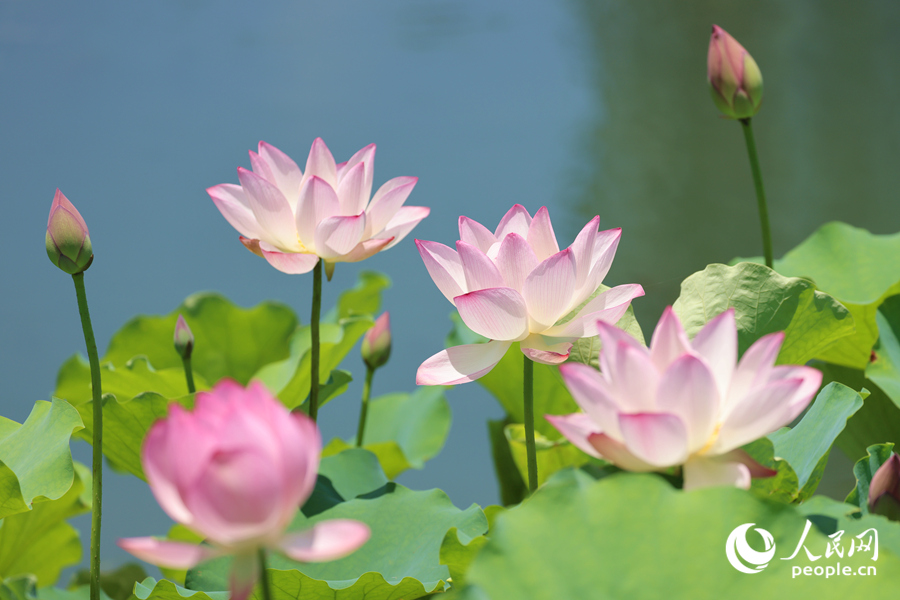 烈日高懸，荷花開得正艷。人民網(wǎng)記者 陳博攝