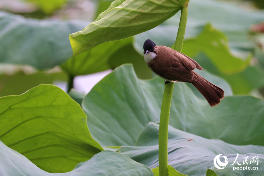 黃臀鵯在荷葉枝干上眺望。人民網(wǎng)記者 陳博攝