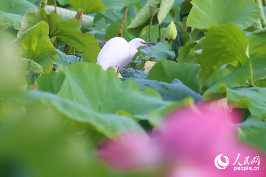 白鷺在荷花池中休憩。人民網(wǎng)記者 陳博攝