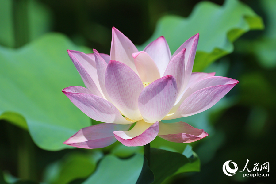 廈門湖里公園荷花搖曳生姿。人民網(wǎng)記者 陳博攝