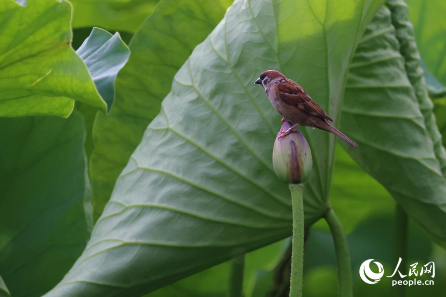 麻雀蹲坐在花骨朵上守望荷塘。人民網(wǎng)記者 陳博攝