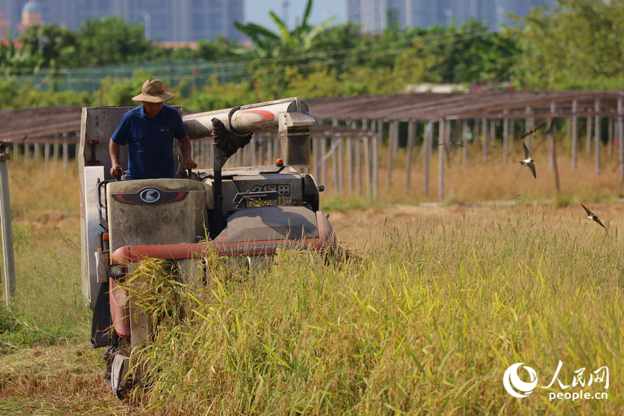 廈門同安早稻收割忙。人民網(wǎng)記者 陳博攝