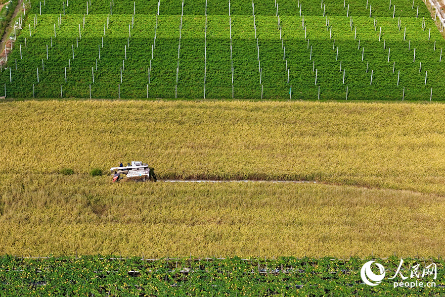 收割機(jī)在稻田里“畫”出一條直線。人民網(wǎng)記者 陳博攝