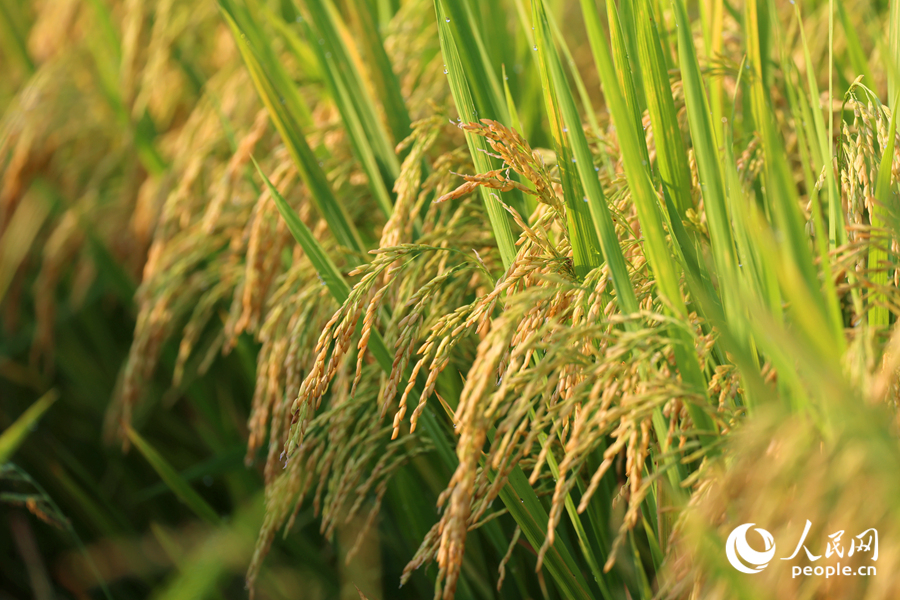 稻穗成熟泛黃壓彎了稻稈。人民網(wǎng)記者 陳博攝