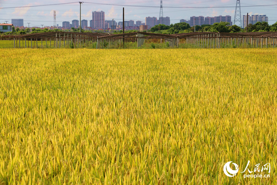 康潯村稻田金黃一片。人民網(wǎng)記者 陳博攝