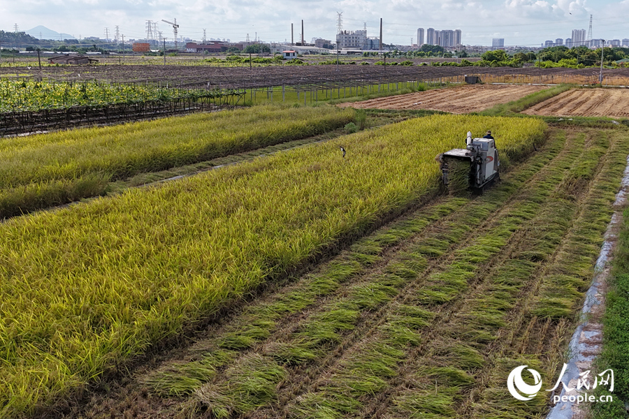 脫粒后的秸稈整齊排在田地上。人民網(wǎng)記者 陳博攝