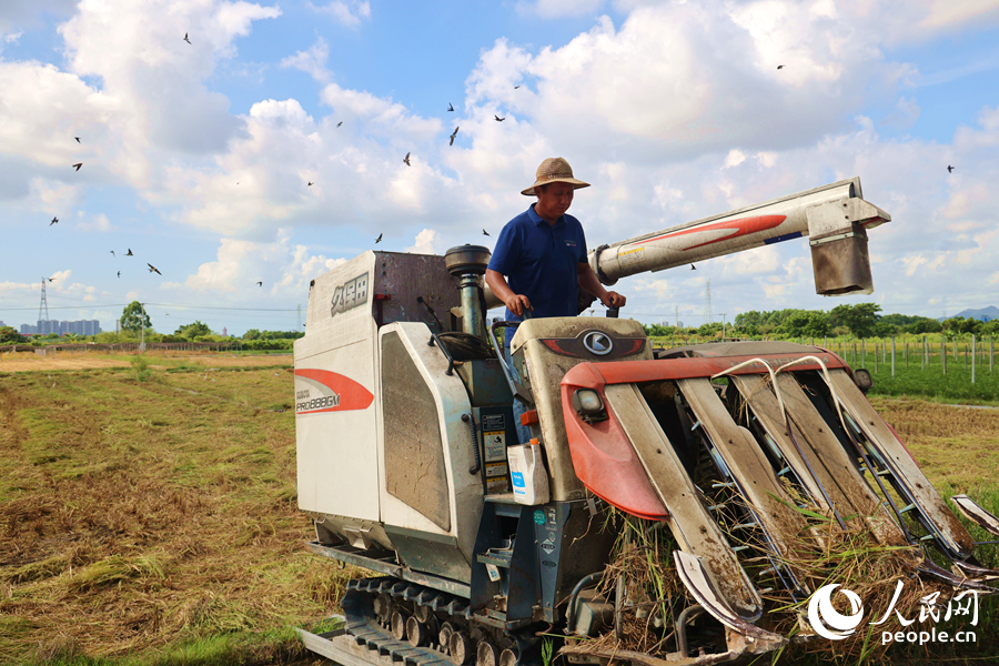成群鳥雀在農(nóng)機(jī)周圍伴飛左右。人民網(wǎng)記者 陳博攝