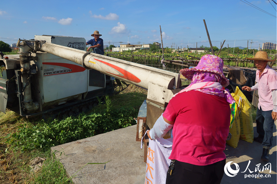 農(nóng)戶們用麻袋收集機(jī)械收割的稻谷。人民網(wǎng)記者 陳博攝