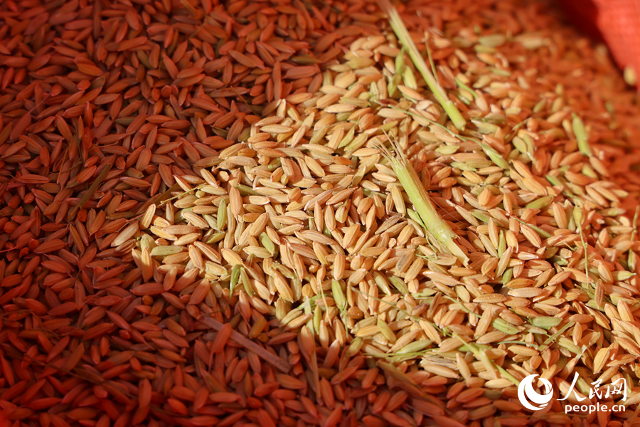 顆粒飽滿的稻谷。人民網(wǎng)記者 陳博攝