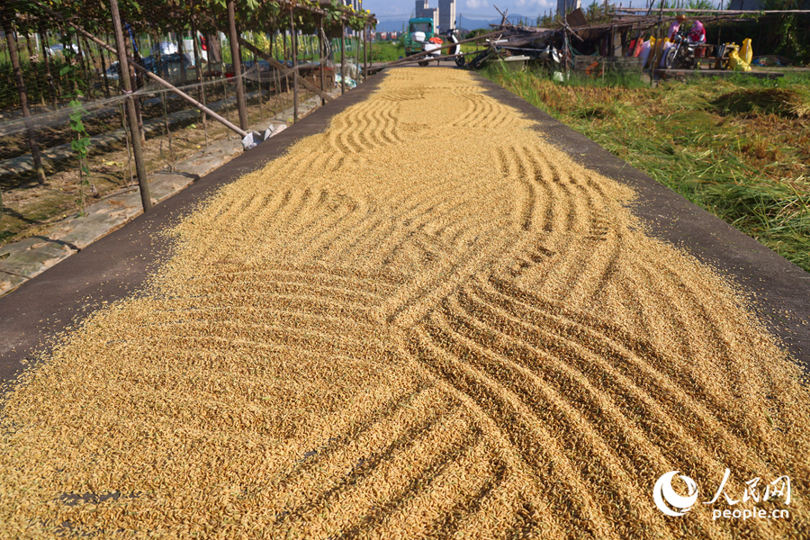 田間小路成為稻谷晾曬場。人民網(wǎng)記者 陳博攝
