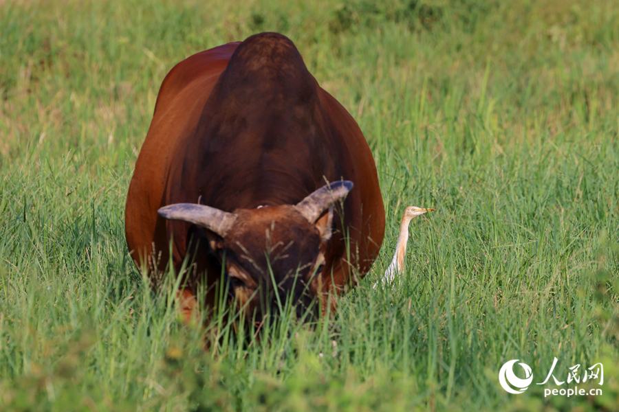 稻田旁悠閑自在的牛和牛背鷺。人民網(wǎng)記者 陳博攝