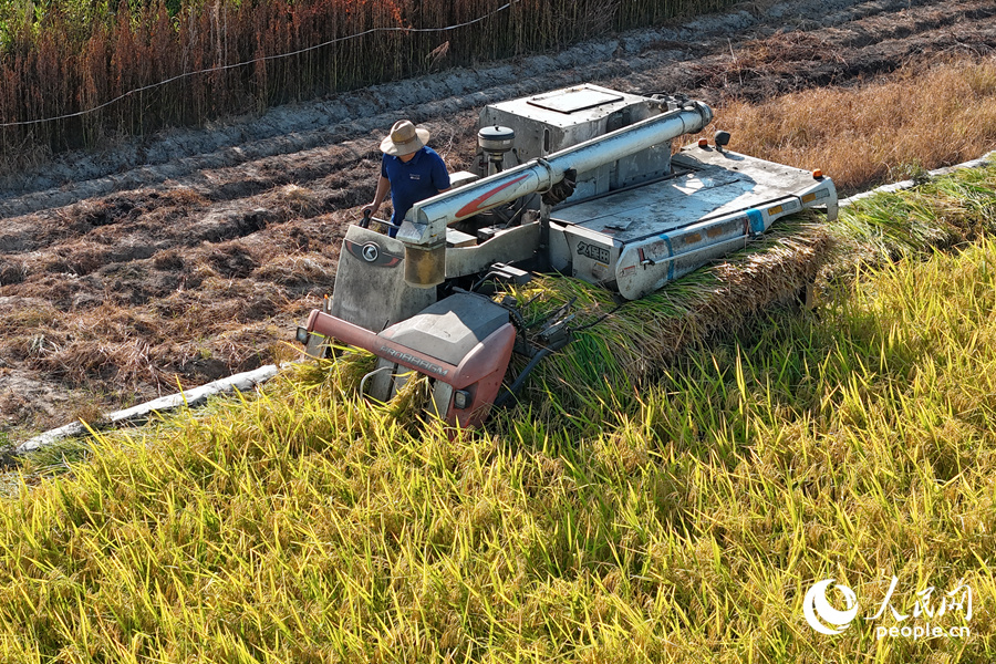 高效率的機(jī)械化收割替代了農(nóng)戶們“面朝黃土背朝天”的收割場景。人民網(wǎng)記者 陳博攝
