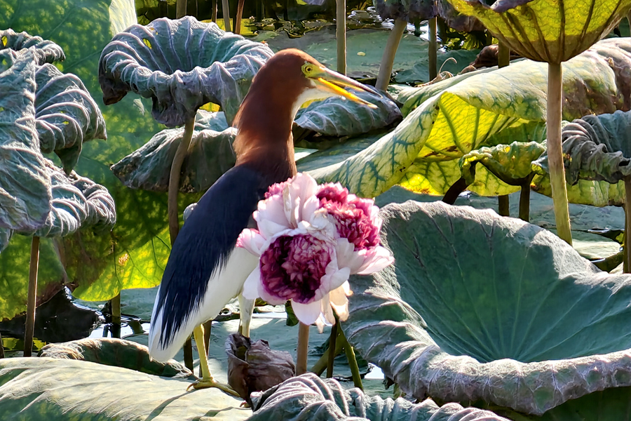 一株三花引鷺鳥(niǎo)流連。林麗華攝