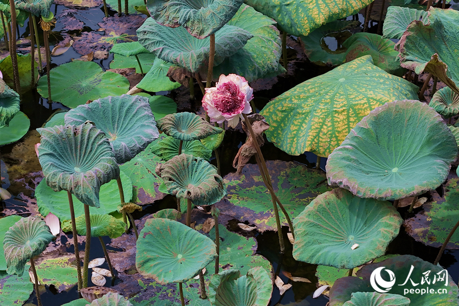 盛開(kāi)的“品字蓮”在池塘中格外亮眼。人民網(wǎng)記者 陳博攝