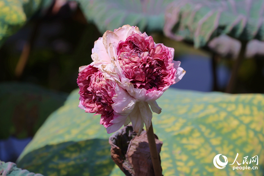“三花聚頂”的罕見(jiàn)造型引人關(guān)注。人民網(wǎng)記者 陳博攝