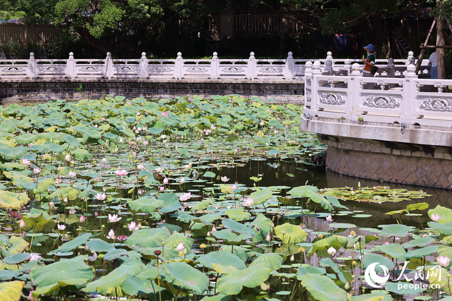 廈門(mén)南普陀景區(qū)荷花開(kāi)滿塘。人民網(wǎng)記者 陳博攝
