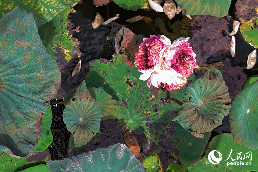 三朵盛開(kāi)的蓮花呈“品”字形簇?fù)碇︻^。人民網(wǎng)記者 陳博攝