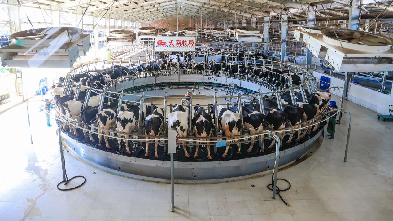 轉(zhuǎn)盤式全自動(dòng)擠奶設(shè)備，一次可同時(shí)為50頭奶牛擠奶。陳震攝