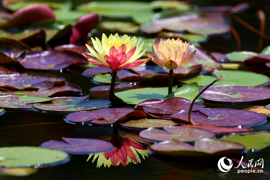 雙色睡蓮與翠綠的蓮葉、清澈的池水相映成畫。人民網(wǎng)記者 陳博攝