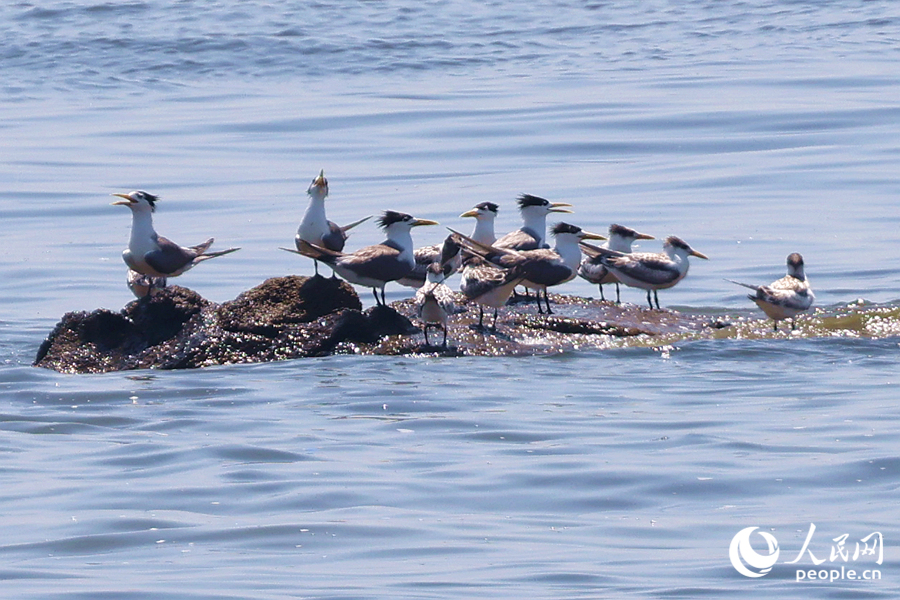 成群大鳳頭燕鷗“做客”廈門集美。人民網(wǎng)記者 陳博攝