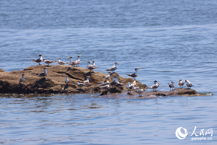 在礁石上停留的大鳳頭燕鷗。人民網(wǎng)記者 陳博攝