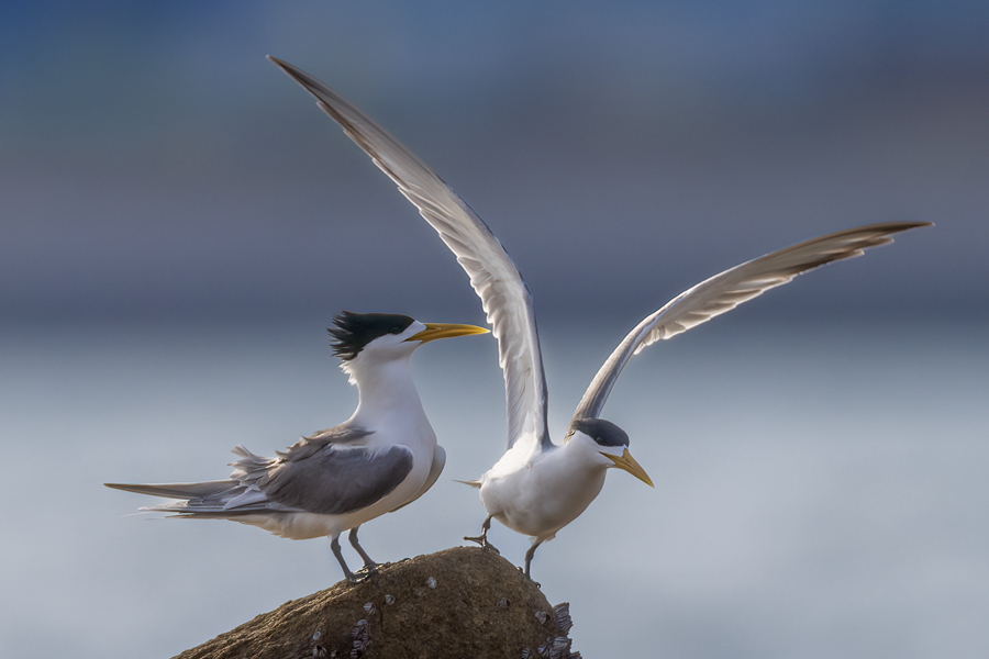 展翅起飛的大鳳頭燕鷗?？掠窭z