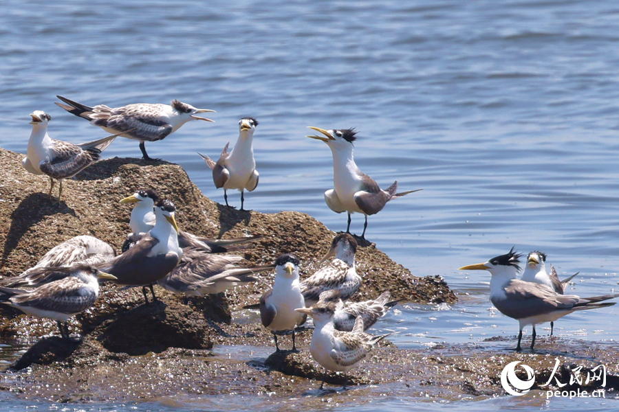 大鳳頭燕鷗擁有造型獨(dú)特的羽冠，辨識(shí)度高。人民網(wǎng)記者 陳博攝
