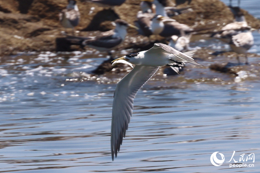 銜著魚的大鳳頭燕鷗在空中盤旋，尋找礁石上的幼鳥。人民網(wǎng)記者 陳博攝