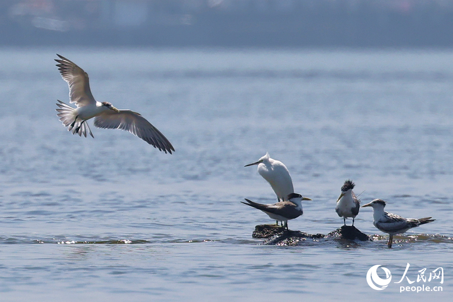 漲潮時(shí)分，鷗鷺在礁石相遇。人民網(wǎng)記者 陳博攝