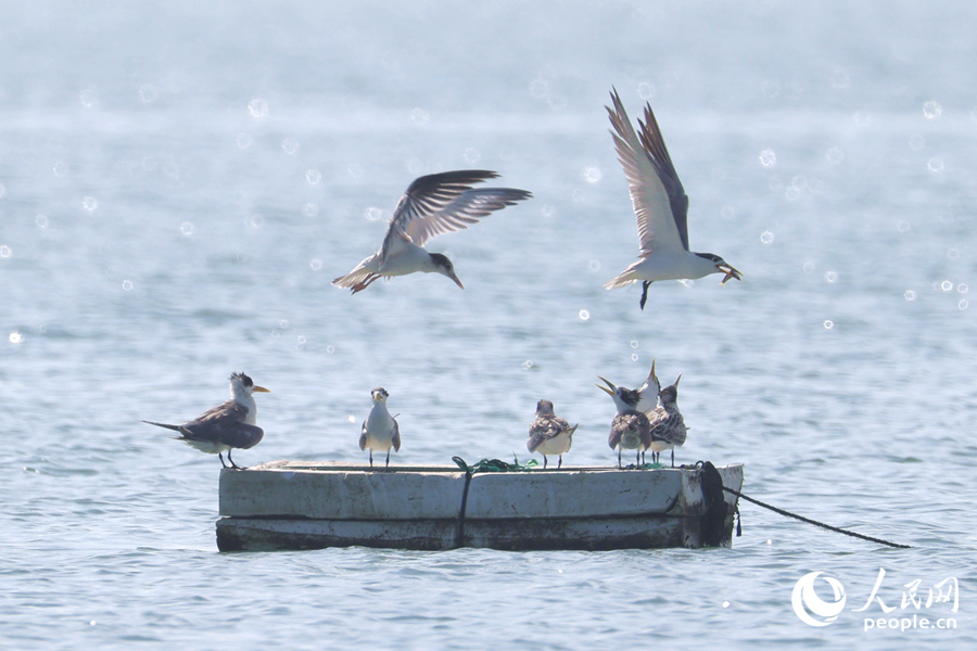 漁民作業(yè)時(shí)使用的浮箱成為燕鷗們落腳的好去處。人民網(wǎng)記者 陳博攝