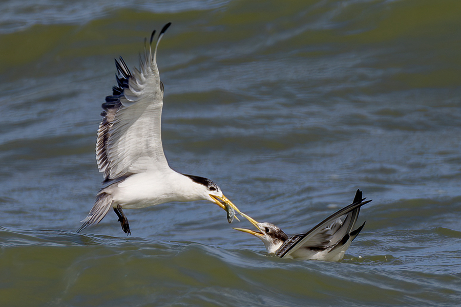 正在喂食的大鳳頭燕鷗?？掠窭z