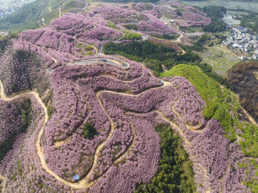 每到春天，千畝櫻花盛開。清流縣融媒體中心供圖