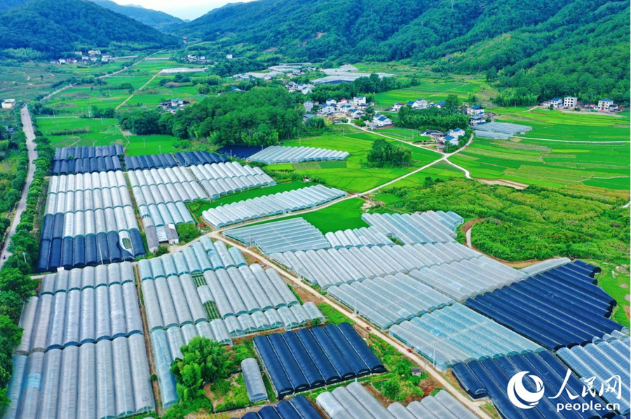 清流縣合盛花卉合作聯(lián)合社的花卉種植大棚。人民網(wǎng) 李唯一攝