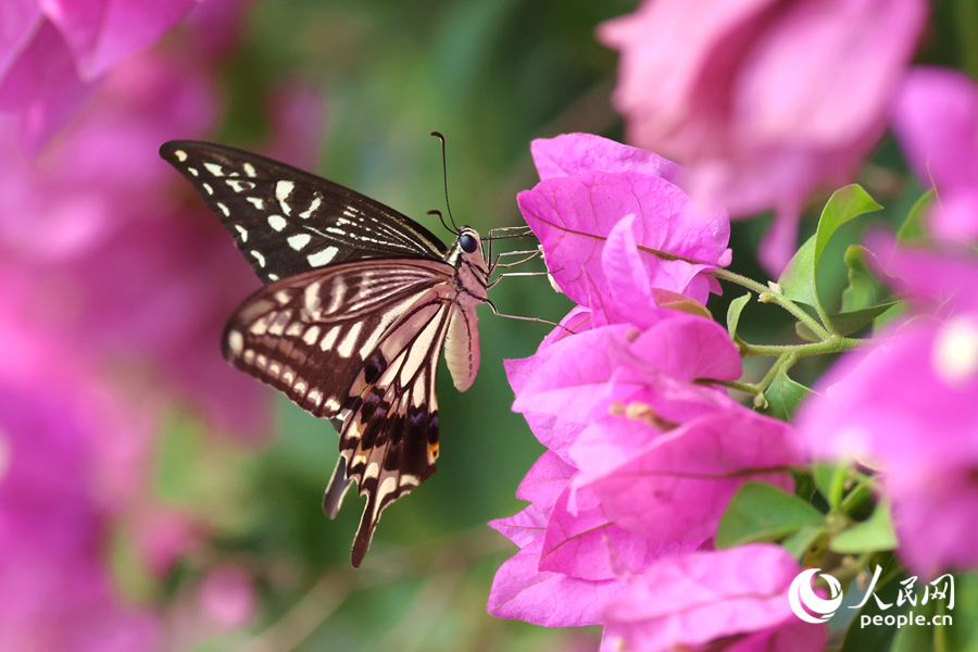 廈門市花三角梅花開絢爛。人民網(wǎng)記者 陳博攝