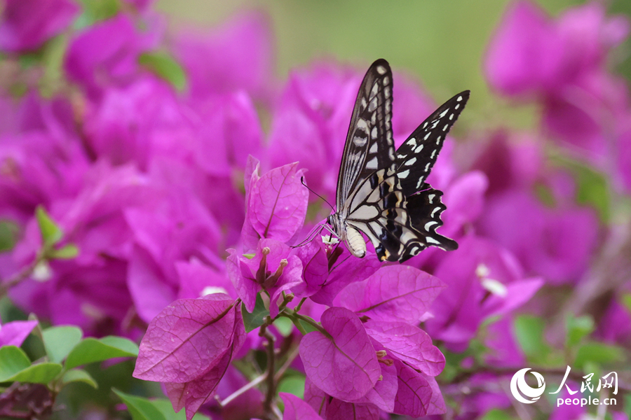 蝴蝶在三角梅花海中吸食花蜜。人民網(wǎng)記者 陳博攝