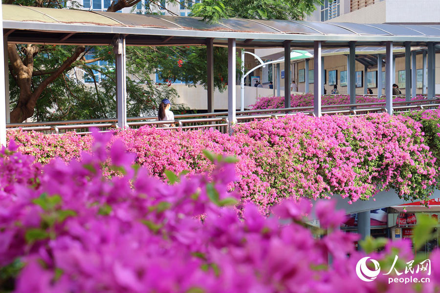 層層疊疊的三角梅花朵鋪滿天橋。人民網(wǎng)記者 陳博攝