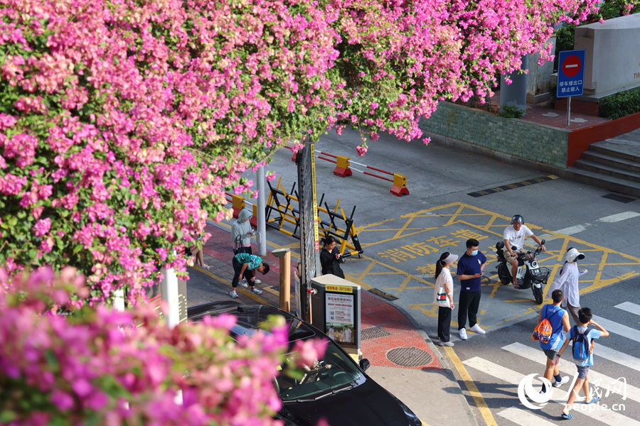 天橋上的三角梅花團(tuán)錦簇，宛如瀑布傾瀉而下。人民網(wǎng)記者 陳博攝