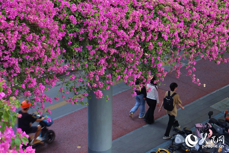 廈門同安路天橋的三角梅垂枝隨風(fēng)搖曳生姿。人民網(wǎng)記者 陳博攝